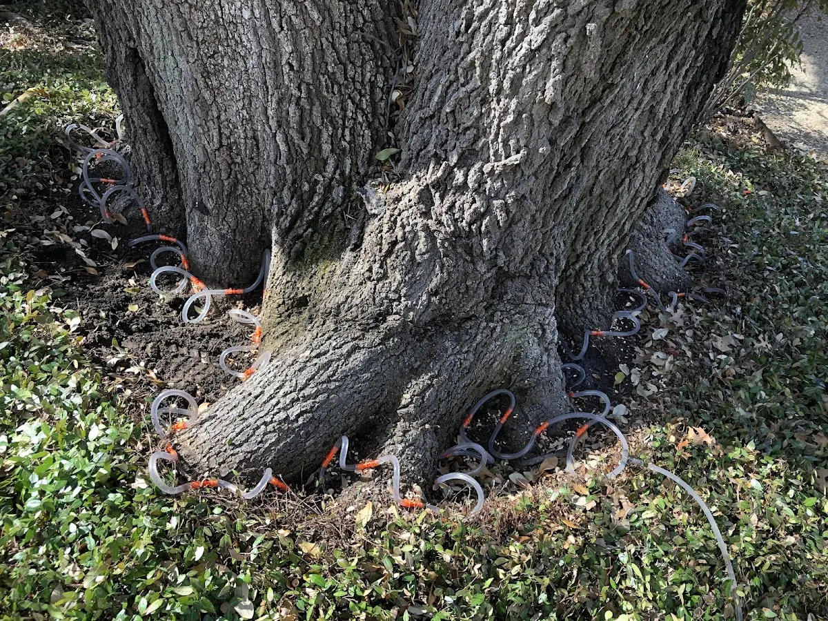 Detailed Tree Cabling and Bracing job site in Post
