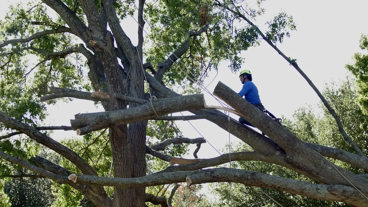 Professional Crown Thinning performed by certified arborists in Post