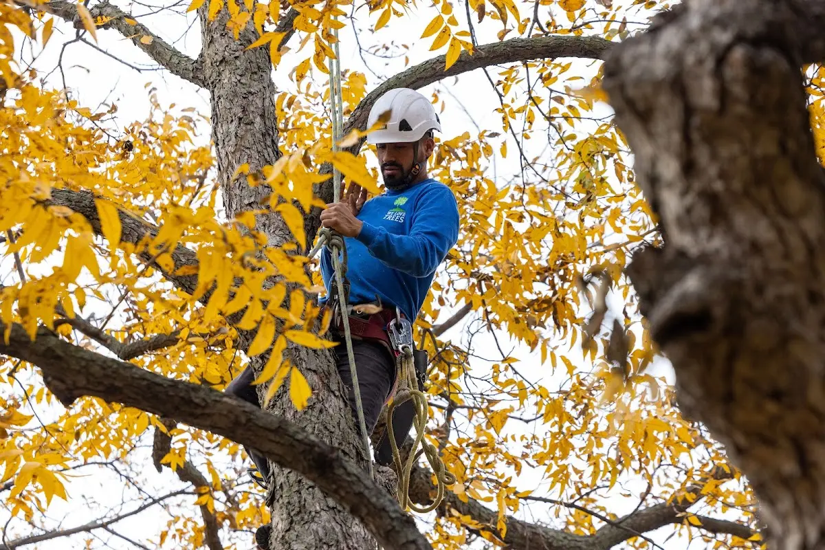Skilled Tree Transplanting crew working in Post